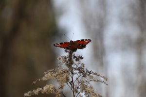 IMG_4528